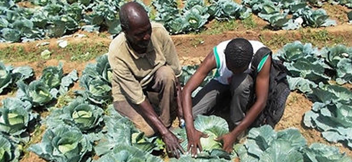 Récolte de choux dans la plaine de Nyassan