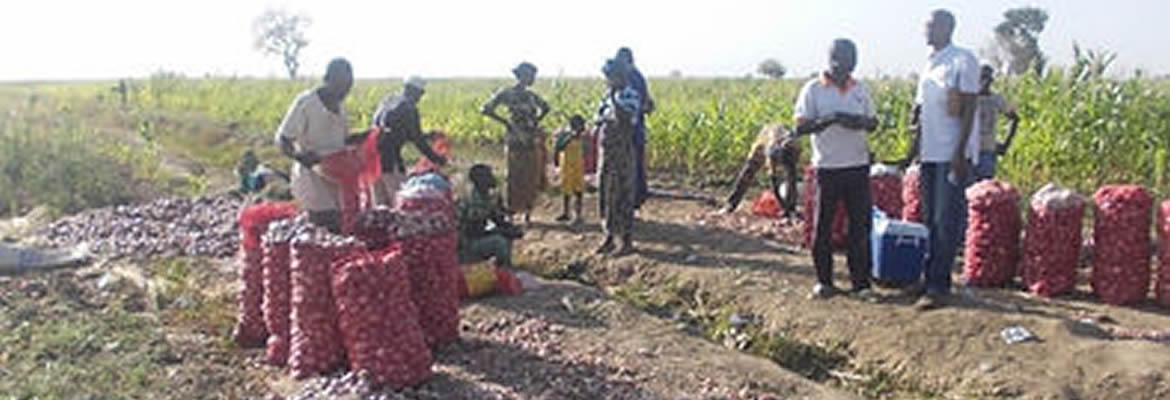 Récolte d’oignons dans la plaine de Nyassan